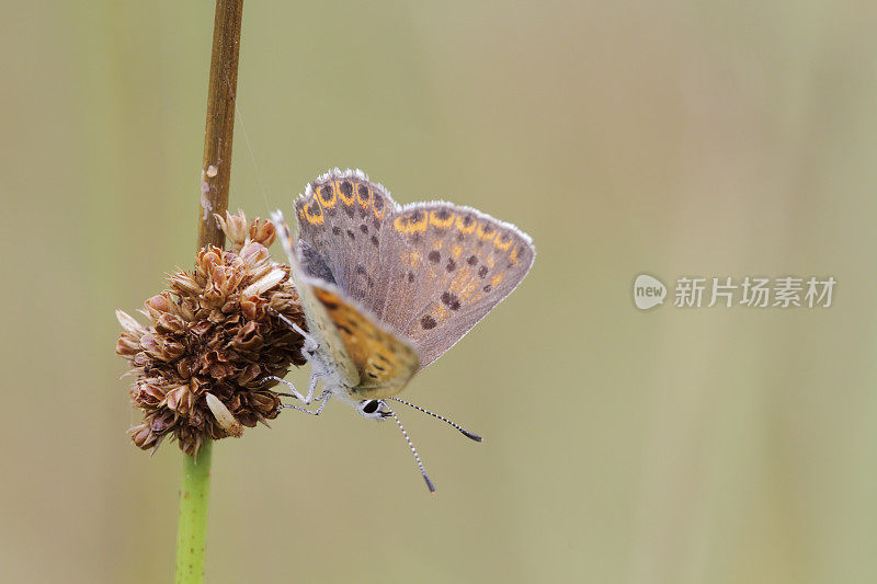 灰铜蝶(Lycaena tityrus)雌性